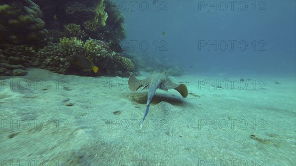 Blue spotted Stingray or Bluespotted Ribbontail Ray