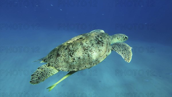 Great Green Sea Turtle