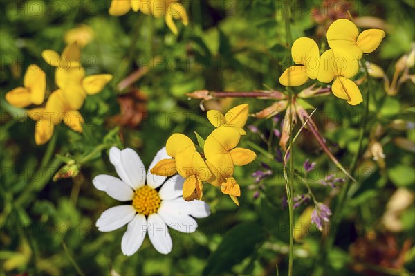 Ox-eye daisy