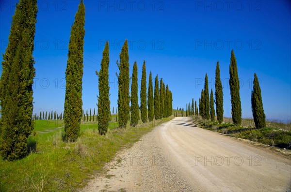 Cypress Alley on a Rural Road with Blue Sky in Tuscany