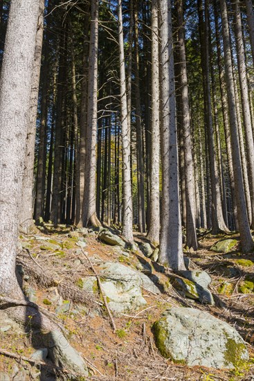 Beautiful Forest with Sunlight in San Bernardino in Grisons