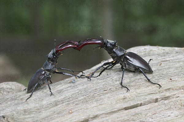 Stag beetle