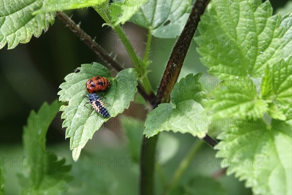 Ladybird