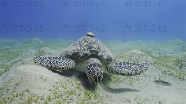 Sea turtle grazing on the seaseabed