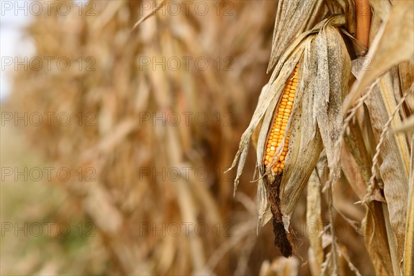Ripe corn cereal grain in field with copy space