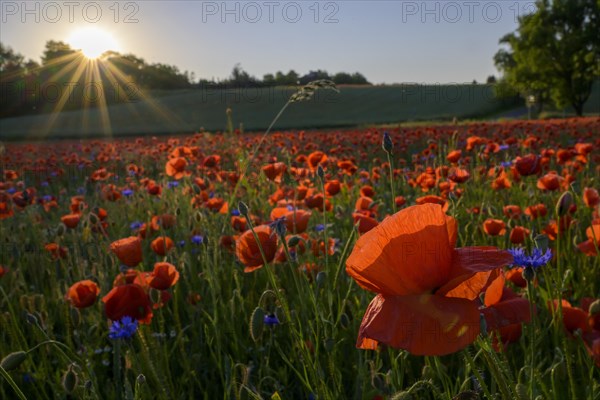 Poppy flowers