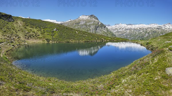 Salzbodensee with alpine roses