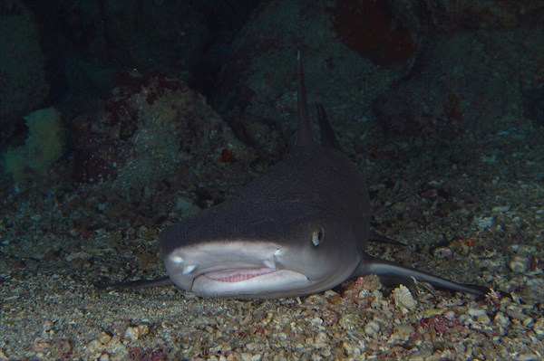 Portrait of whitetip reef shark