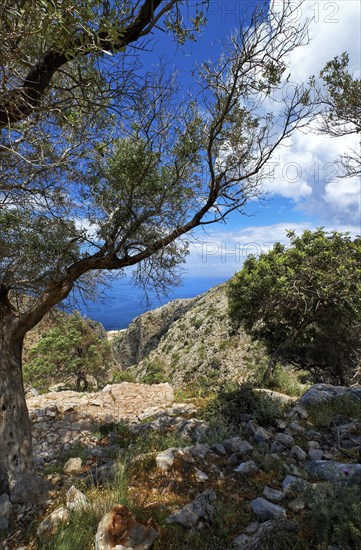 Typical Greek or Cretan landscape