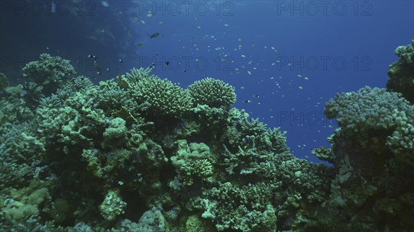 Beautiful tropical coral reef in coral garden in blue deep sea colorful fish swims around reefs