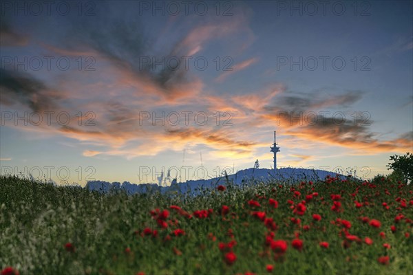 Field of corn poppies with view of the telecommunications tower