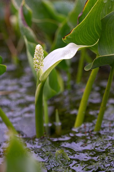 Bog arum