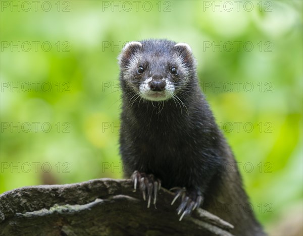 European polecat