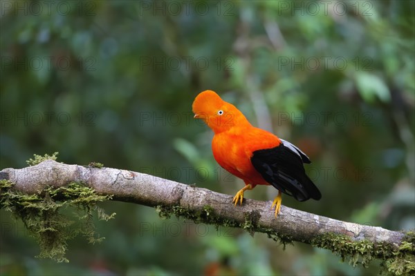 Male Andean cock-of-the-rock