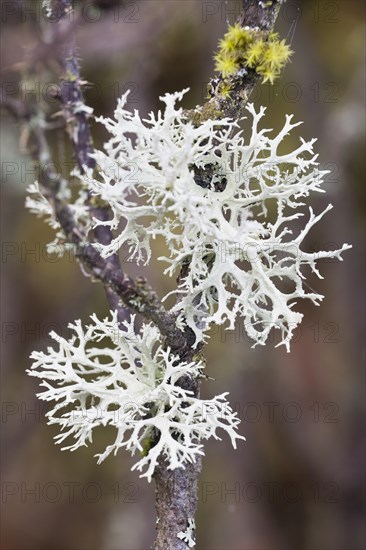 Reindeer lichen