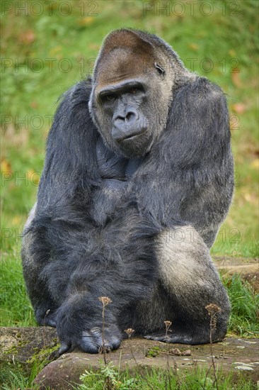 Western gorilla