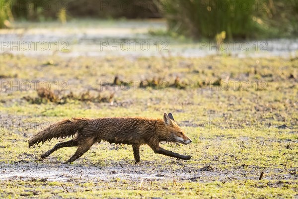 Red fox