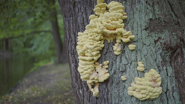 Tree mushrooms on tree trunk on lake background