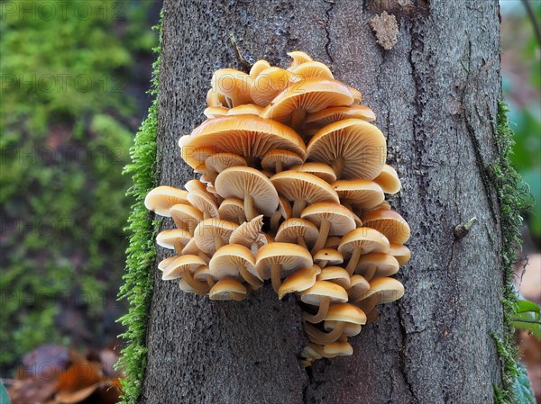 The velvet foot fungus is a typical winter fungus that survives frosty periods and snow well. The photo was taken on 24 December. A cultivated form is the Enoki Enokitake