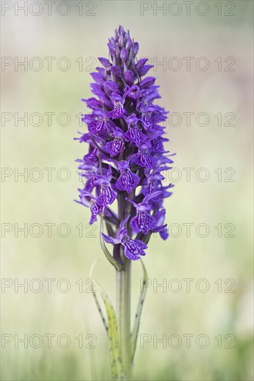 Southern marsh orchid