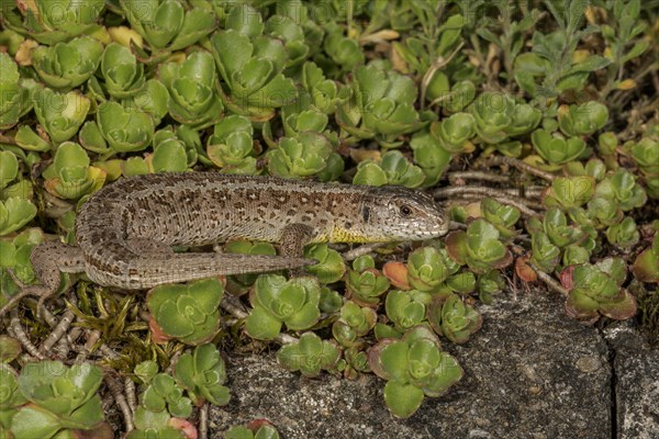 Sand lizard