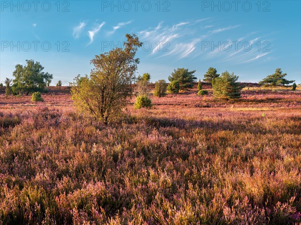 Typical heath landscape at Wilseder Berg with flowering heather
