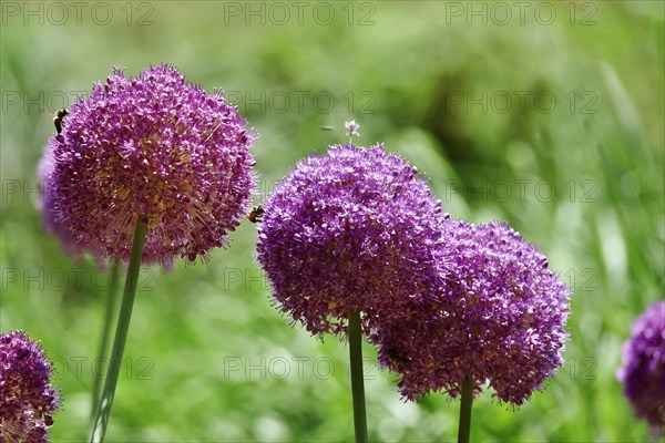 Ornamental garlic