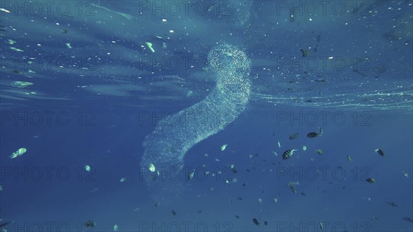 Colonial Pyrosoma Tunicates drifts under surface of blue water in sunlights. Pyrosomes