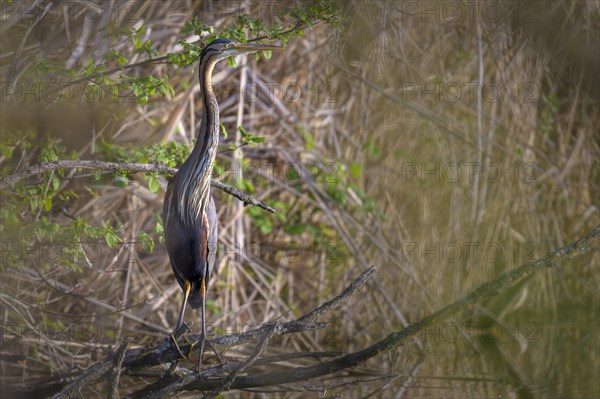 Purple heron