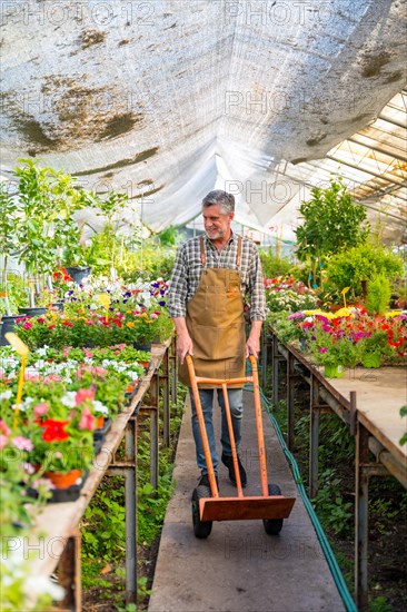 Elderly gardener working in a nursery inside the flower greenhouse with a wheelbarrow