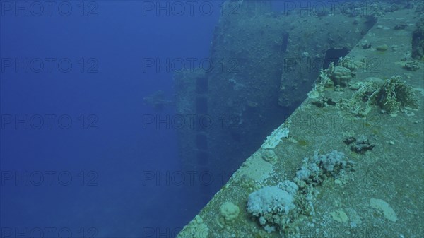 Board overgrown with corals on ferry Salem Express shipwreck on blue water background