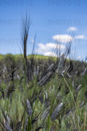 Black emmer in early summer near Hofheim in Lower Franconia