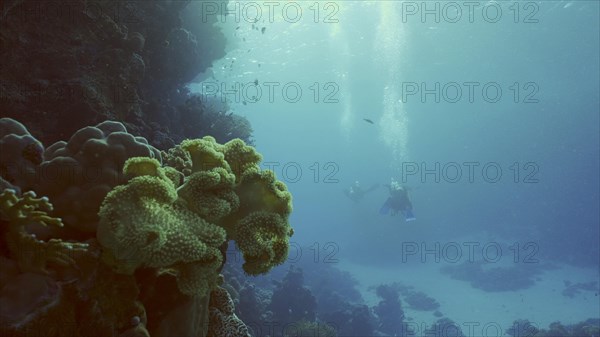 Group of scuba divers swims in the deep next to coral reef in bright sunny day