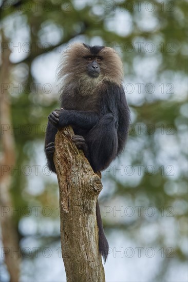 Lion-tailed macaque