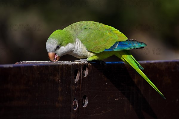 A monk parakeet