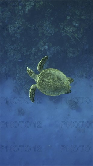 Top view of Hawksbill Sea Turtle