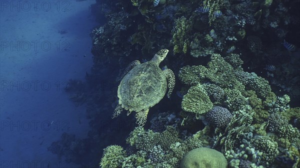 Top view of Hawksbill Sea Turtle