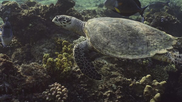 Hawksbill Sea Turtle