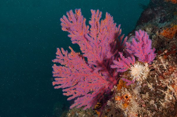 Pink palmate sea fan