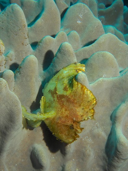 Yellow leaf scorpionfish