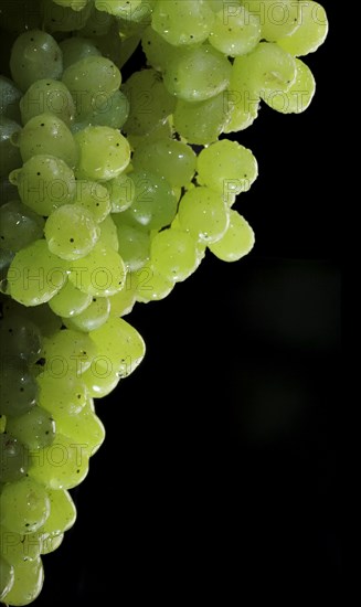 Bunch of white grapes with water drops on black background