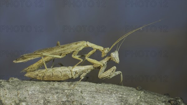 Clode-up of couple of praying mantis mating on tree branch. The mating process of praying mantises. Crimean praying mantis