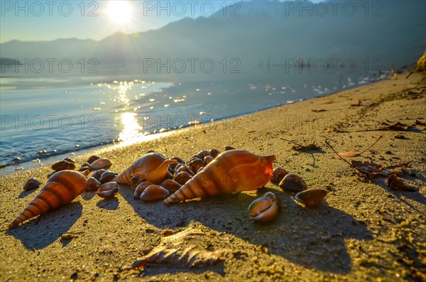 Shells on the Sand Beach with Mountain in Sunset in Ascona