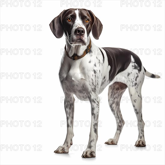 English Pointer