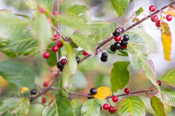 Alder buckthorn