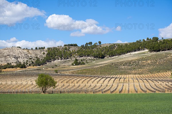 Wine landscape in the Ribera del Duero appellation of origin area in the province of Valladolid in Spain