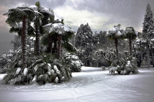 Palm trees with snow