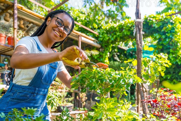 Portrait of black ethnic woman with braids and glasses is a gardener in the nursery in the greenhouse happy cutting the bonsai