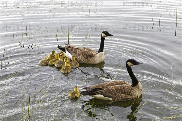 Canada geese