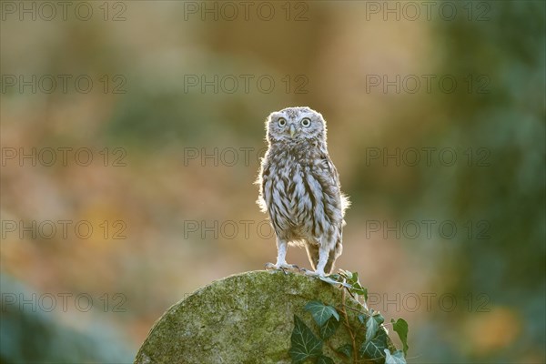 Little Owl